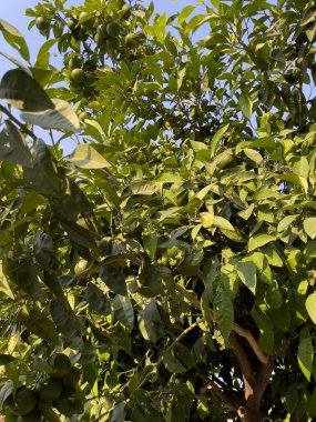 yeşil kireç yeşil limetree limon