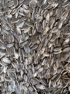 Ay çekirdeği. Yaygın ayçiçeği (