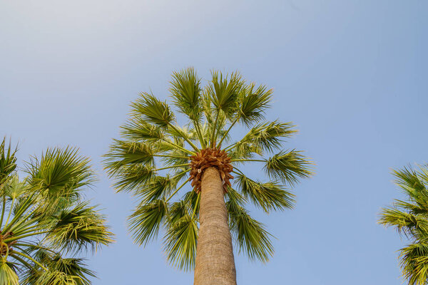 palm tree and blue sky on background