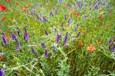 Almanya 'da bir tarlada haşhaş
