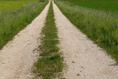 Düz kır yolu ve yeşil tarım arazisi Almanya 'da güneş doğarken doğal manzara