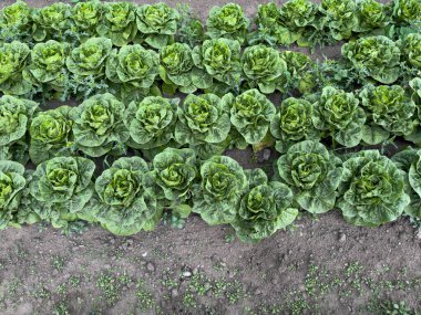 Nuremberg 'deki marul tarlası