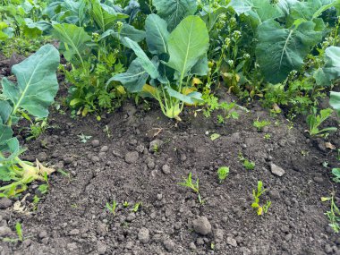 Genç kohlrabi baharda bir tarlada topraktan filizleniyor.