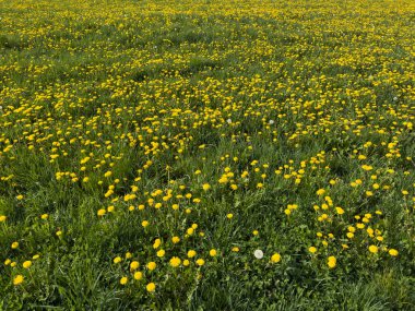 Sarı karahindiba ve yeşil otlarla dolu bir tarla. Bazı karahindibalar beyaz tohum başlarıdır. Zemin seviyesinden perspektif görünümü.