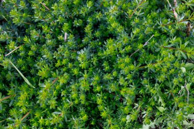 Küçük, yıldız şeklinde yapraklar ve kırmızımsı saplı yoğun yeşil zemin örtüsünün yakın çekimi. Bazı ölü kökler ve diğer bitkiler de görülebilir..