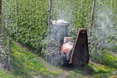 Traktör elma ağaçlarına böcek ilacı püskürtüyor. Yeşil bir traktör çiçek açan bir meyve bahçesinde ağaçları ilaçlıyor. Görüntüde sıra sıra ağaçlar, çimenli zemin ve püskürtme ekipmanları yer alıyor..