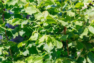 Parlak güneş ışığı altında bir sürü yeşil yaprağı ve küçük beyaz çiçekleri olan bir çalıyı yakından çek..