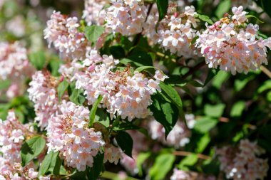 Açık pembe çiçekler ve güneş ışığıyla aydınlatılan yeşil yapraklarla dolu bir çalıya yakın plan..