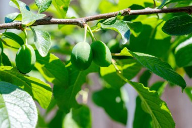Üç olgunlaşmamış yeşil eriğin, parlak güneş ışığıyla yıkanmış canlı yeşil yaprakların arasında asılı olduğu bir ağaç dalına yakın çekim..