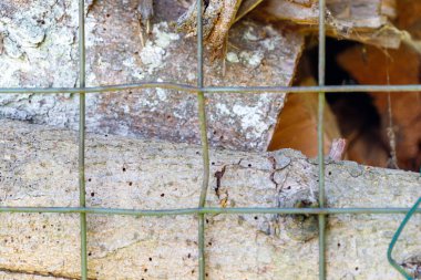 Yakın plan çekimde çitin arkasında, kabukları ve küçük delikleri olan kütükler görülüyor. Çit, ızgara benzeri bir önplan oluşturur.