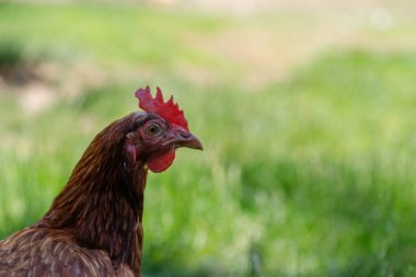 Kahverengi bir tavuğun başının ve üst gövdesinin, bulanık yeşil çimenli arka planına yakın plan. Tavuğun yüzüne odaklan..