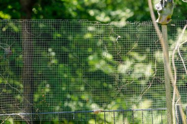 Ağaç direkli bir tel örgü çit ve bahçe eldiveni, ağaçların ve yeşilliklerin bulanık arka planına karşı görüntülenir..