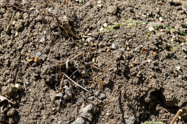 Koyu toprak, çakıl taşları, dallar ve yapraklarla harmanlanmış. Dokulu toprak çerçeveyi doldurur, doğal ve dünyevi bir sahne yaratır..