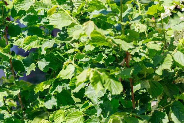 Parlak güneş ışığı altında bir sürü yeşil yaprağı ve küçük beyaz çiçekleri olan bir çalıyı yakından çek..