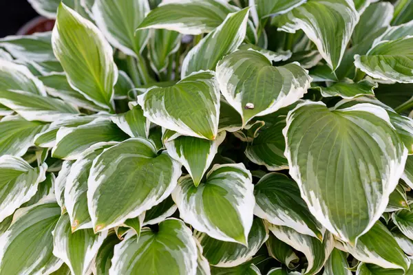 Yakın plan, beyaz kenarlı ve çerçeveyi dolduran belirgin yeşil yapraklı bir ev sahibi bitkileri gösteriyor..