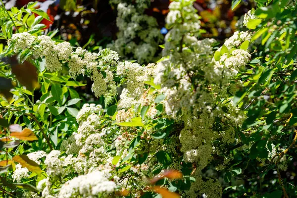 Parlak güneş ışığı altında, yeşil ve kırmızımsı yaprakların arasında küçük beyaz çiçek kümeleri olan, çiçek açan bir çalıya yakın çekim.