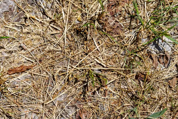 Kuru çimenler ve yeşil çimen parçalarıyla ölü yapraklar yakın plan. Kahverengiler, bronzlar ve yeşillikler hakimdir..