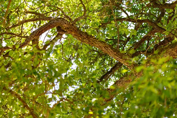 Ağaç tepeciğine bakan bir manzara. Ana odak noktamız dallar ve yapraklar. Gökyüzü yaprakların arasından görülebilir..