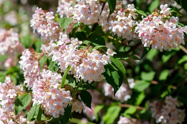 Açık pembe çiçekler ve güneş ışığıyla aydınlatılan yeşil yapraklarla dolu bir çalıya yakın plan..