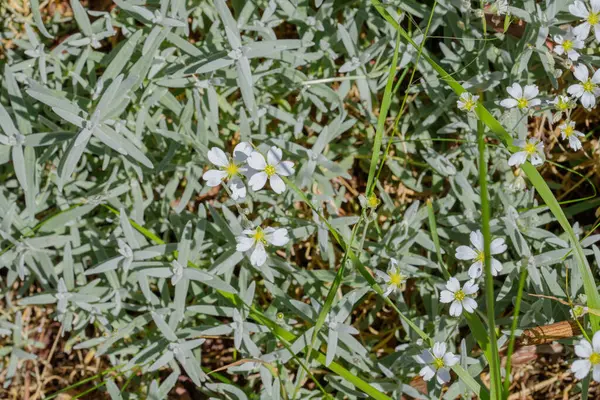 Sarı merkezli beyaz çiçeklerin yakın plan görüntüsü, gri-yeşil yapraklar ve ince çimen yaprakları..