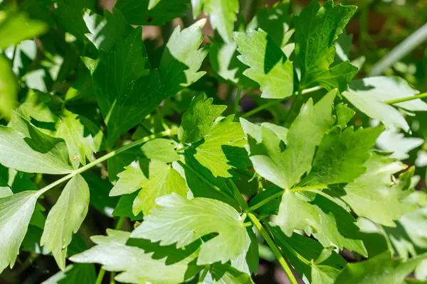 Lovage bitkisinin yapraklarının yakın çekimi, parlak yeşil, sivri yapraklar yoğun bir şekilde güneş ışığı altında gölgeler oluşturur..