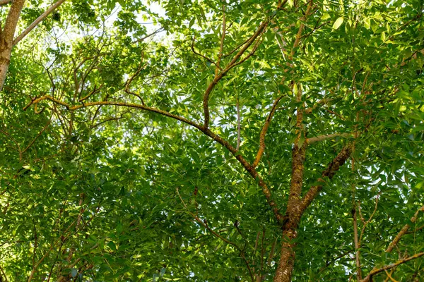 Yeşil yaprakları, kahverengi dalları ve gökyüzünü gösteren alçak açılı bir ağaç görüntüsü. Kompozisyon yoğun yeşilliği vurguluyor..