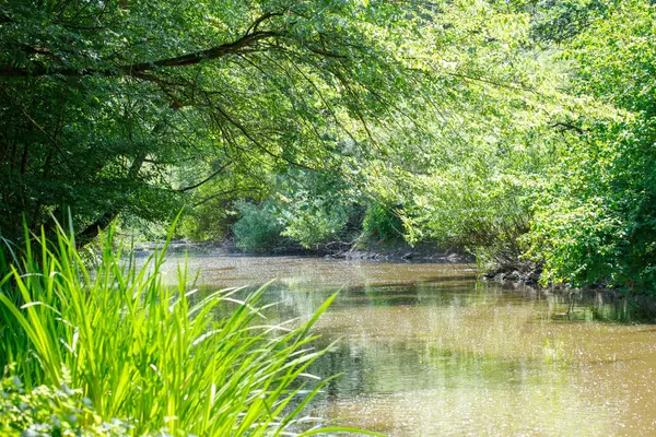 Yoğun yeşil yapraklar ve uzun otlarla çevrili, gölgeliklerde ışık filtresi olan yavaş akan bir nehir..