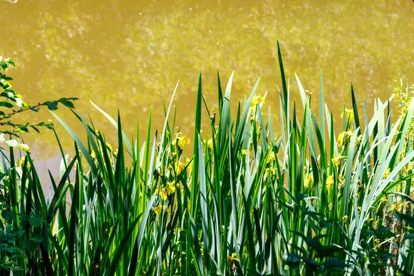 Sarı irislerin ve yeşil yaprakların yakın plan görüntüsü, parlak gün ışığında yakalanan bulanık altın su arkaplanına karşı..