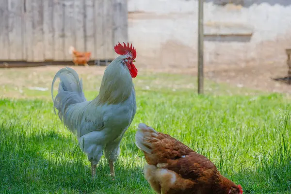 Beyaz bir horoz yeşil çimenlerin üzerinde uzun boylu duruyor, yakınlarda kahverengi bir tavuk, bulanık binalar ve bir tavuk.