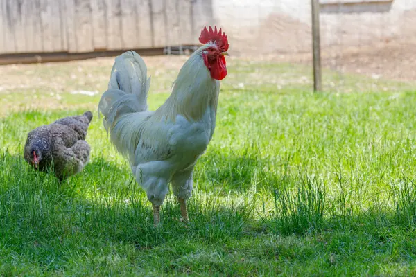 Beyaz bir horoz çimenli bir alanda duruyor, solunda benekli bir tavuk, ahşap bir yapının yanında..