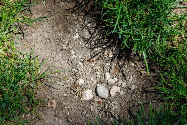 Etrafı yeşil çimlerle çevrili toprak ve kayalarla çevrili. Işık parlıyor ve bazı bölgeler gölgede..