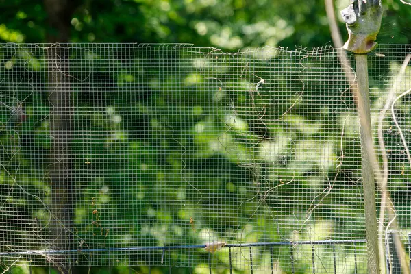 Ağaç direkli bir tel örgü çit ve bahçe eldiveni, ağaçların ve yeşilliklerin bulanık arka planına karşı görüntülenir..
