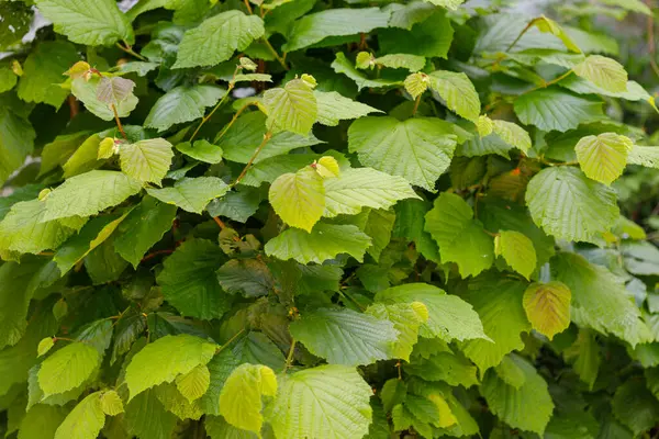 Çerçeveyi dolduran yaprak renkleri ve dokularıyla yoğun yeşil bir Hazel ağacının çalılığına yakın plan.