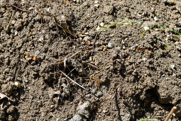 Koyu toprak, çakıl taşları, dallar ve yapraklarla harmanlanmış. Dokulu toprak çerçeveyi doldurur, doğal ve dünyevi bir sahne yaratır..