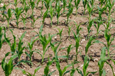 Genç mısır bitkilerinin olduğu bir tarla. Kuru, kahverengi topraktan yeşil saplar yükselir. Sıralar görünür, mesafeye kadar uzanıyor..