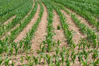 Genç yeşil mısır bitkileri tarlayı açık kahverengi toprakla dolduruyor. Perspektif uzaklıkta yakınlaşan satırları gösterir.