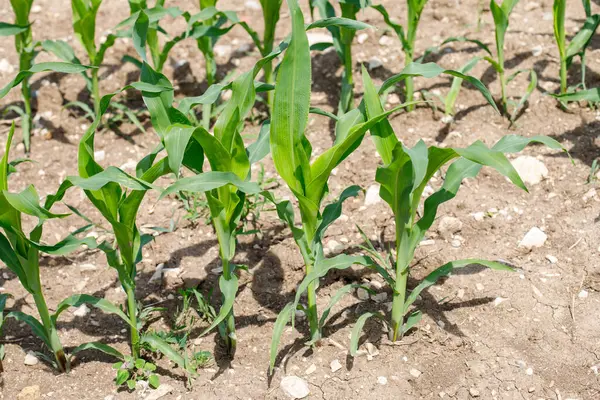 Yeşil yapraklı genç mısır bitkileri parlak güneş ışığı altında kurumuş ve çatlamış toprakta duruyor. Bitkiler gölgeler oluşturur..
