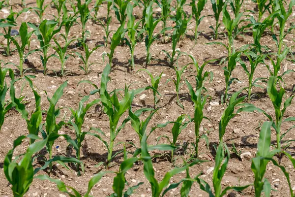 Genç mısır bitkilerinin olduğu bir tarla. Kuru, kahverengi topraktan yeşil saplar yükselir. Sıralar görünür, mesafeye kadar uzanıyor..
