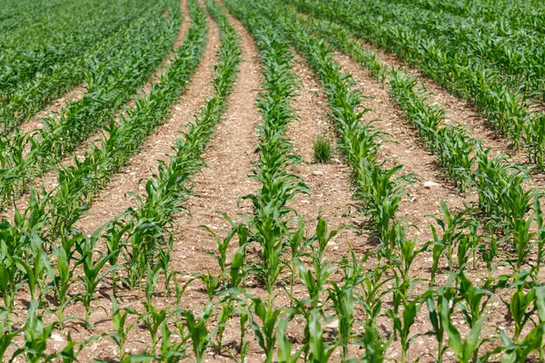 Genç yeşil mısır bitkileri tarlayı açık kahverengi toprakla dolduruyor. Perspektif uzaklıkta yakınlaşan satırları gösterir.