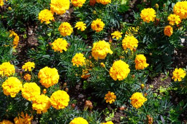 Yüksek açılı çekimde koyu kahverengi toprağa ekilmiş yeşil yapraklı parlak sarı kadife çiçekleri görülüyor..