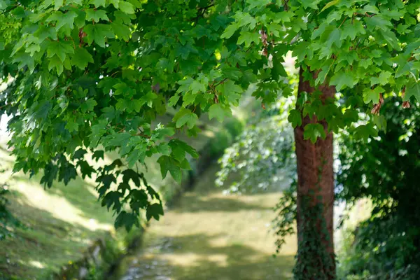 Yeşil bir ağaç gövdesinden sarkan yaprak ve dalların arasından sarkan bir su yolu manzarası, odak uzaklığı dışında..