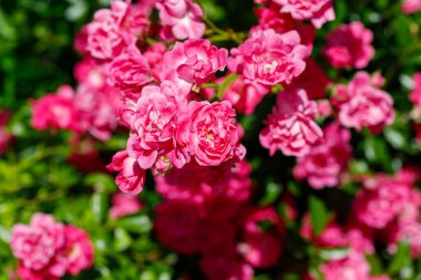 Parlak pembe minyatür güllerin yakın plan görüntüsü, kümelenmiş ve tamamen çiçek açmış, yeşil yaprakların üzerine kurulmuş..