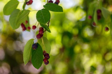 Olgunlaşmış böğürtlen ve yeşil yapraklı Amelanchier ağaç dalına yakın plan bulanık yeşil ve sarı yapraklar.