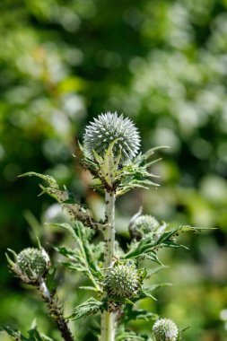 Dikenli, yuvarlak çiçekli bir deve dikeni bitkisinin yakın çekimleri bulanık yeşil bir arka plana karşı, gövdesinde küçük böcekler ve yapraklar var..