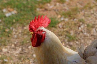 Sola bakan bir horozun yakın çekimi, kırmızı bir tarak ve gerdanlık, ve daha çok krem renkli tüyler, bulanık bir arka plan karşı.