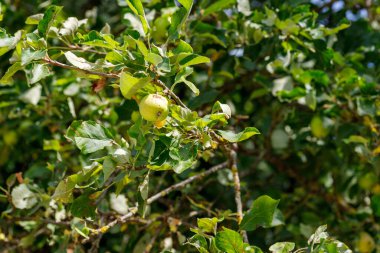 Bol yapraklı yeşil elmaları olan bir ağaca yakın plan. Güneş ışığı yaprakların arasından süzülür..