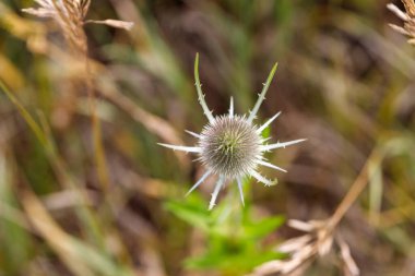 Dikenli, küresel bir devedikeni yakından görmek kahverengi, yeşil ve sarı tonlarda bulanık otlarla çevrili.