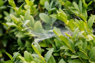 İnce, beyaz bir örümcek ağıyla kaplı yeşil yapraklı bir bitkinin yakın çekimi..