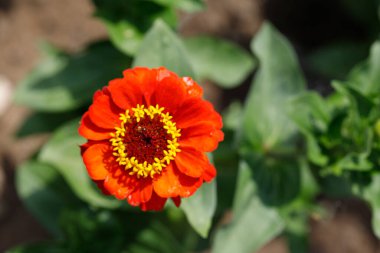 Yeşil yapraklarla çevrili kırmızı bir Zinnia çiçeğinin yukarıdan çekimleri bulanık kahverengi bir arka planda..