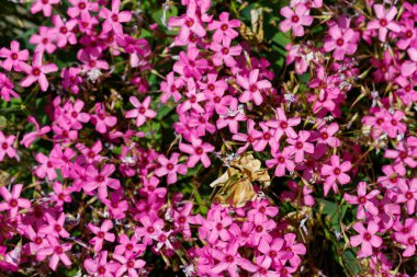 Yoğun, kırmızımsı merkezleri ve yeşil yaprakları olan beş yapraklı pembe çiçekler. Kurumuş yapraklar..